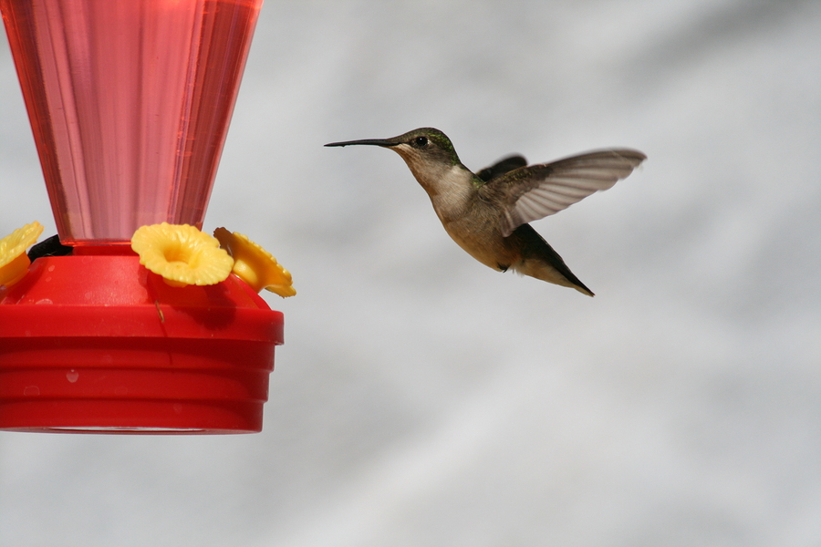 hummingbirds in Pocahontas, AR