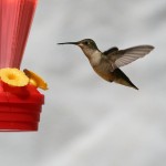 hummingbirds in Pocahontas, AR